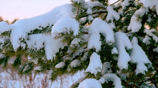 雪下的圣诞树一棵圣诞树的枝上有水滴冬季景观雪下的松枝树冬季高清雪下图片