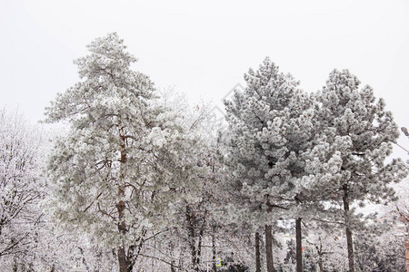 冬季公园的冬季冷杉树和木雪景图片