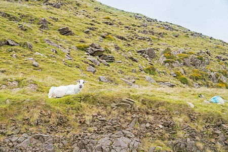爱尔兰SlieveMish山高地农庄图片