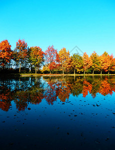 美丽明的秋天风景橡树图片