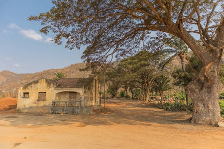 非洲著名的树安哥拉的Baob图片