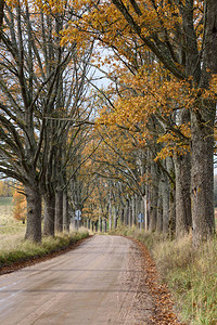 农村的空路周围有树林图片