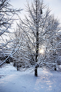 冬天树在雪下光秃图片