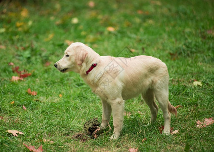 秋季户外玩黄叶的白狗金毛猎犬图片