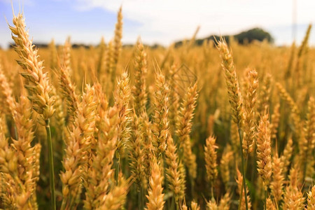 麦田小麦的耳朵关闭阳光下的田园风光草甸麦田成熟耳朵的背图片