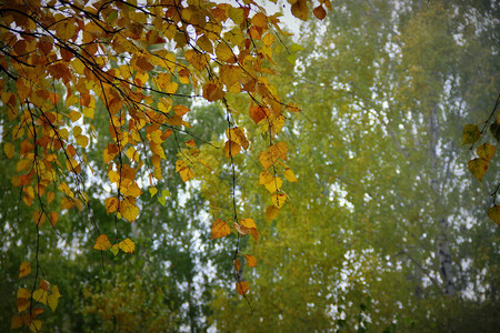 树木树叶和秋天图片
