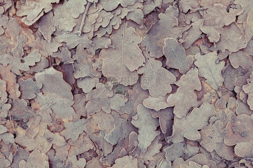 冷冻棕叶背景图片