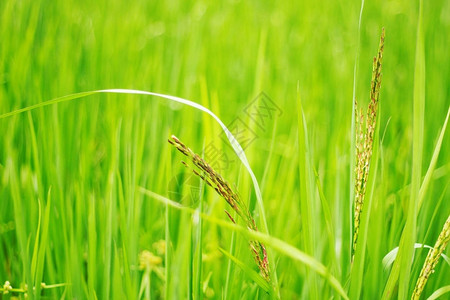 大米和绿叶与田野的新鲜感图片