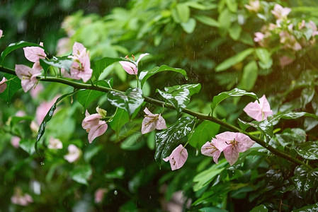 雨滴下的花卉植物雨季主题图片