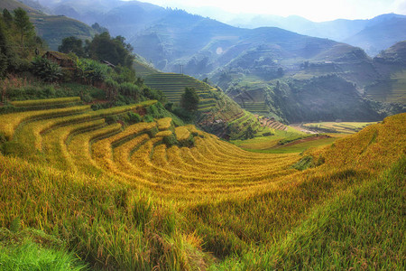 越南的水稻梯田图片