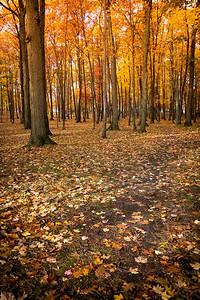 秋天树木树叶风景SorelTracyQuebec图片