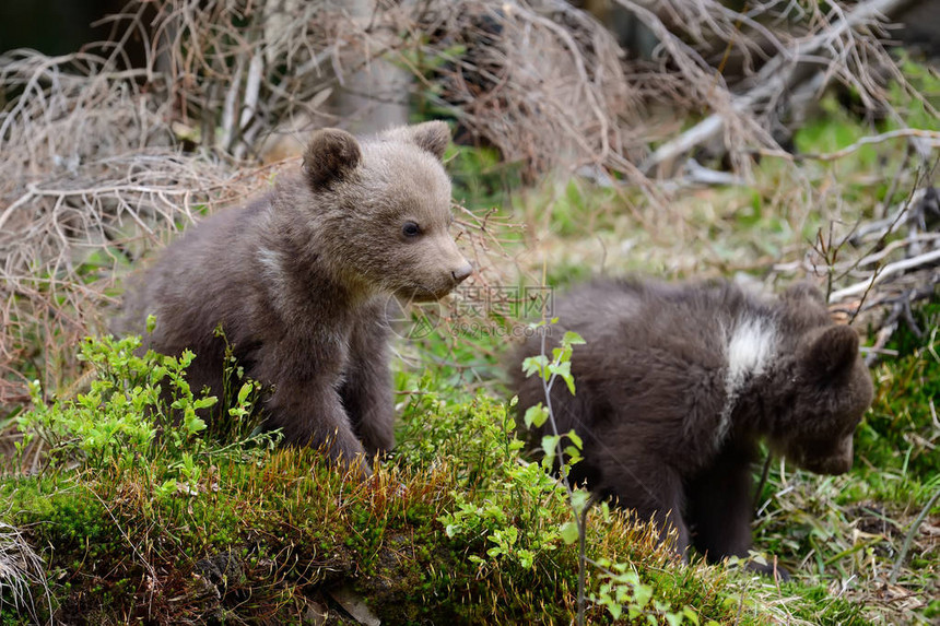 年轻的棕熊在森林里棕熊的肖像在自然栖息地的动物没有妈