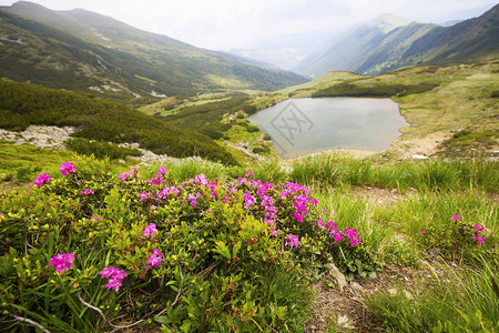 罗马尼亚罗德奈山的区湖和罗多登德龙花景观背景图片
