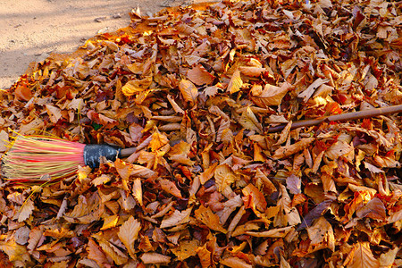 街上落下干枯的叶子树图片