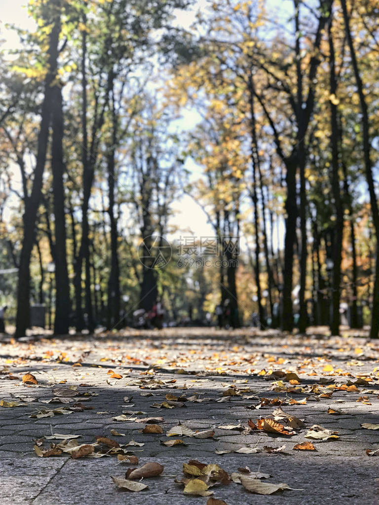 中市公园地上秋初叶背景树木摩尔图片