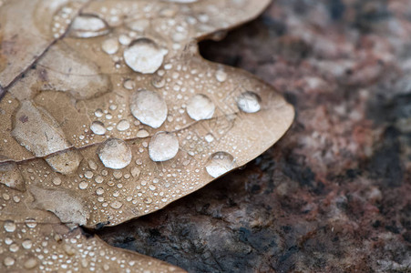 秋天叶子上的露珠宏雨秋天露水的背景图片