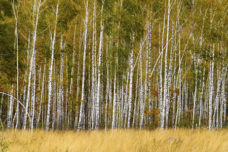 秋天的风景Birch在草图片