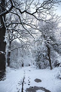 公园里美丽的冬季雪景图片