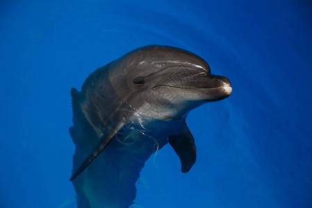 微笑的海豚海豚图片