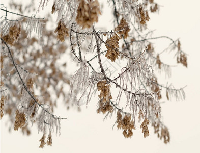 冬天有冰雪的霜树枝图片