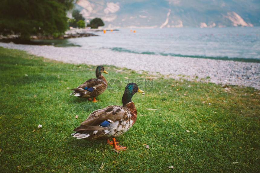 一只成年鸭在池塘附近的地上行走在夏天意大利Lagod图片