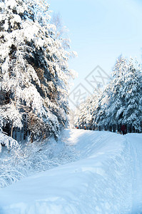 雪地里的树木和树枝冬季森林圣诞节图片