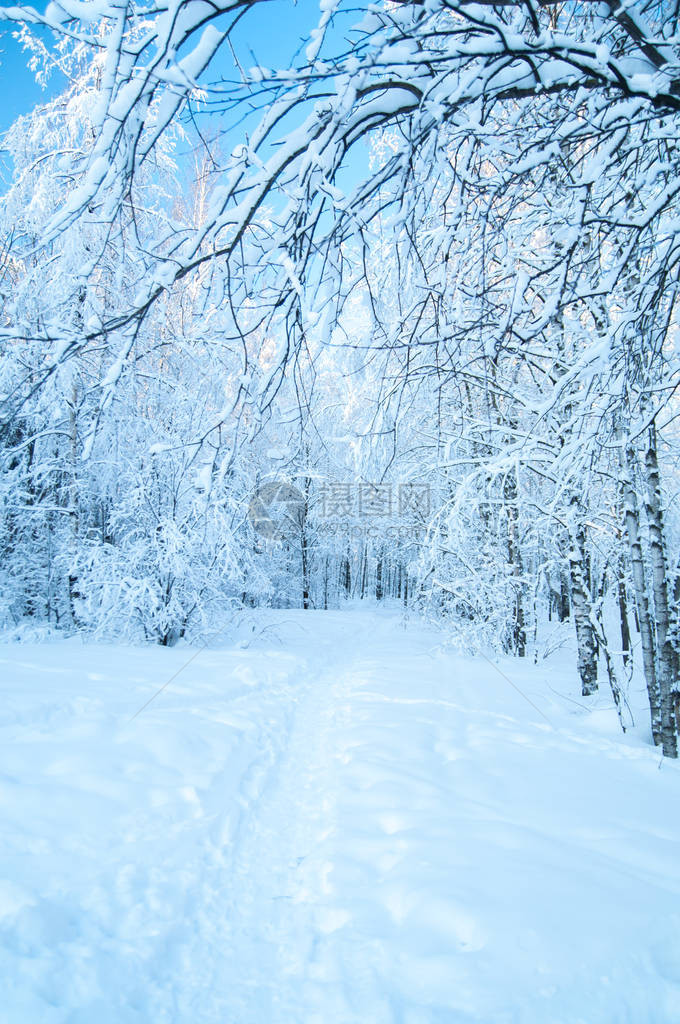 美丽的冬季森林圣诞节图片