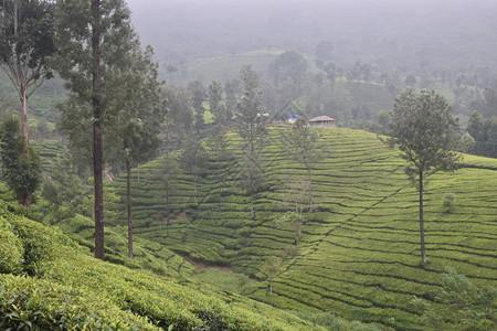 南印度喀拉邦的茶园图片