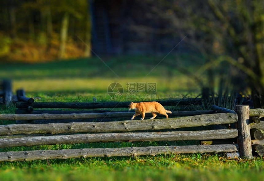 福克斯红猫在木篱上行走一个绿色新鲜的老村庄森林木图片