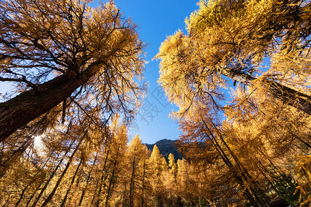 瑞士格劳宾登州阿尔卑斯山的金色落叶松图片