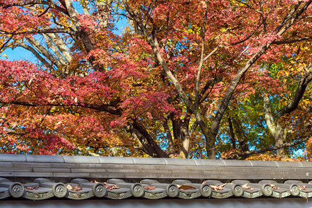 日本京都秋季美丽的自然五颜六色的树叶与日本传统屋顶日本京都图片