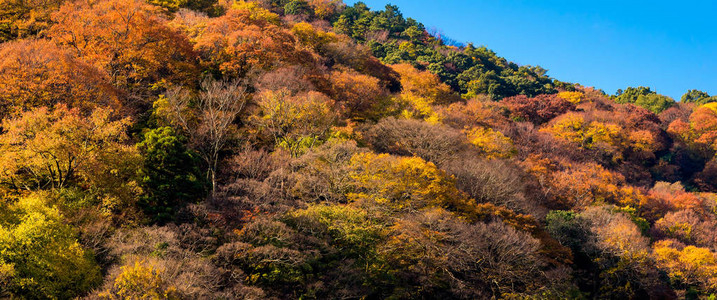 日本京都秋季岚山上美丽的自然五颜六色的树叶岚山是日本京都旅游的图片