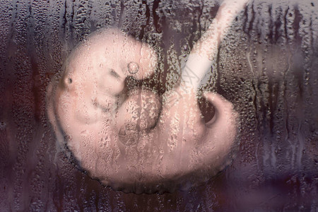 反对堕胎的社会意识概念3D插图显示窗玻璃后面的4周人类胚胎图片