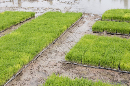 在农场种植水稻在农田的稻田上图片