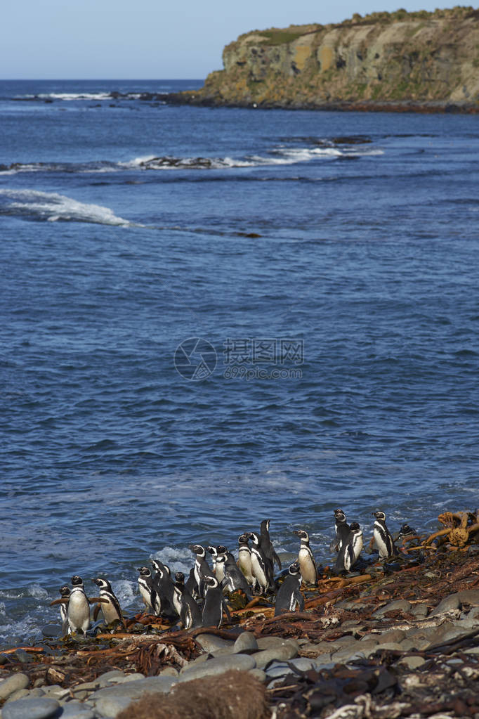福克兰群岛海狮岛沿岸的麦哲伦企鹅Spheniscusmagella图片