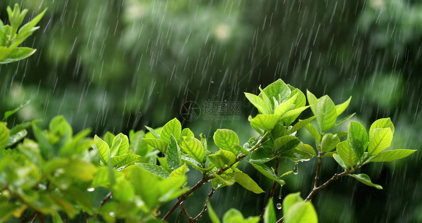 雨季大雨下鲜绿叶枝图片