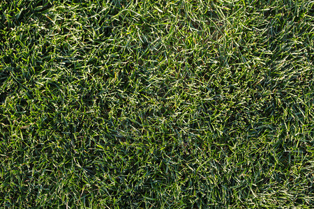 绿草明亮天然背景夏季公园草坪草地纹图片