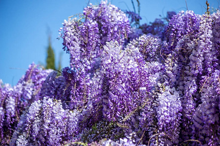 Wisteria鲜花图片