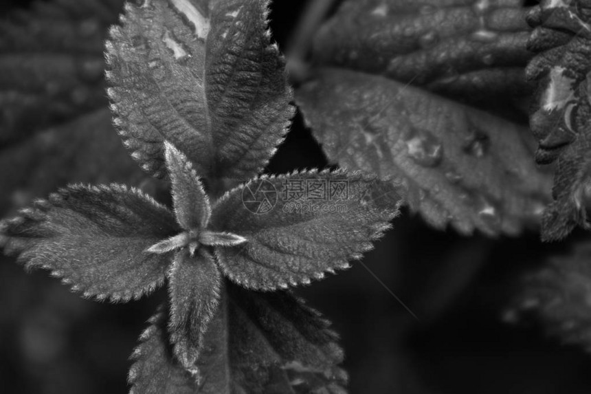 绿叶与雨水滴黑白版图片