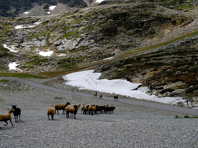 一群山羊正在寻找牧草图片