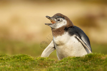 年轻的麦哲伦企鹅在福克兰群岛的一个洞附图片