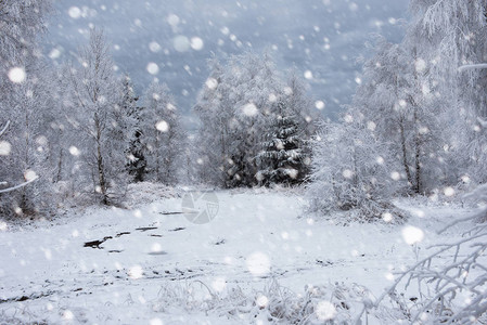 山上的雪覆盖了树木和大雪圣诞图片