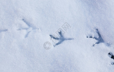 雪地里的鸟脚印图片