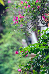 大自然背景的热带花朵绿色和粉图片