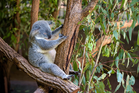 睡在澳洲Eucaly图片