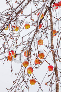 冻结苹果树枝白底带明苹果图片