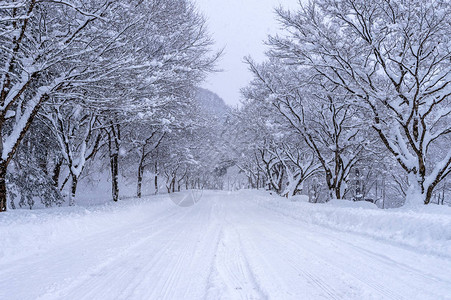 冬天被雪覆盖的道路和树木图片