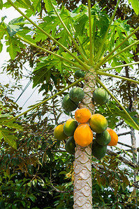 泰国果园里的木瓜树图片