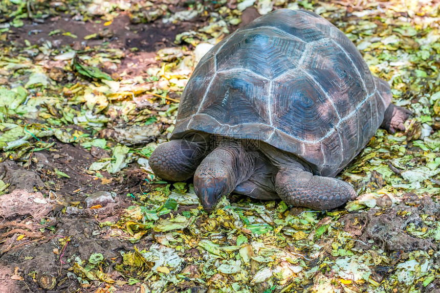 囚犯岛上的阿尔达布拉巨型乌龟或阿尔达布图片