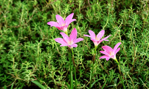 黑暗的粉色雨滴花朵或Zephyranth图片